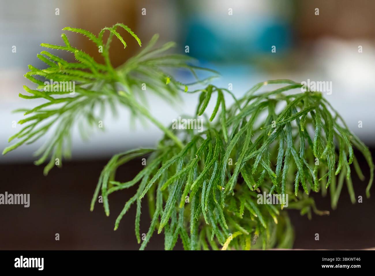 Üppiger Waldboden mit leuchtend grünem Moos und Clubmoosen, die ein weiches, fast Teppichbild schaffen. Stockfoto