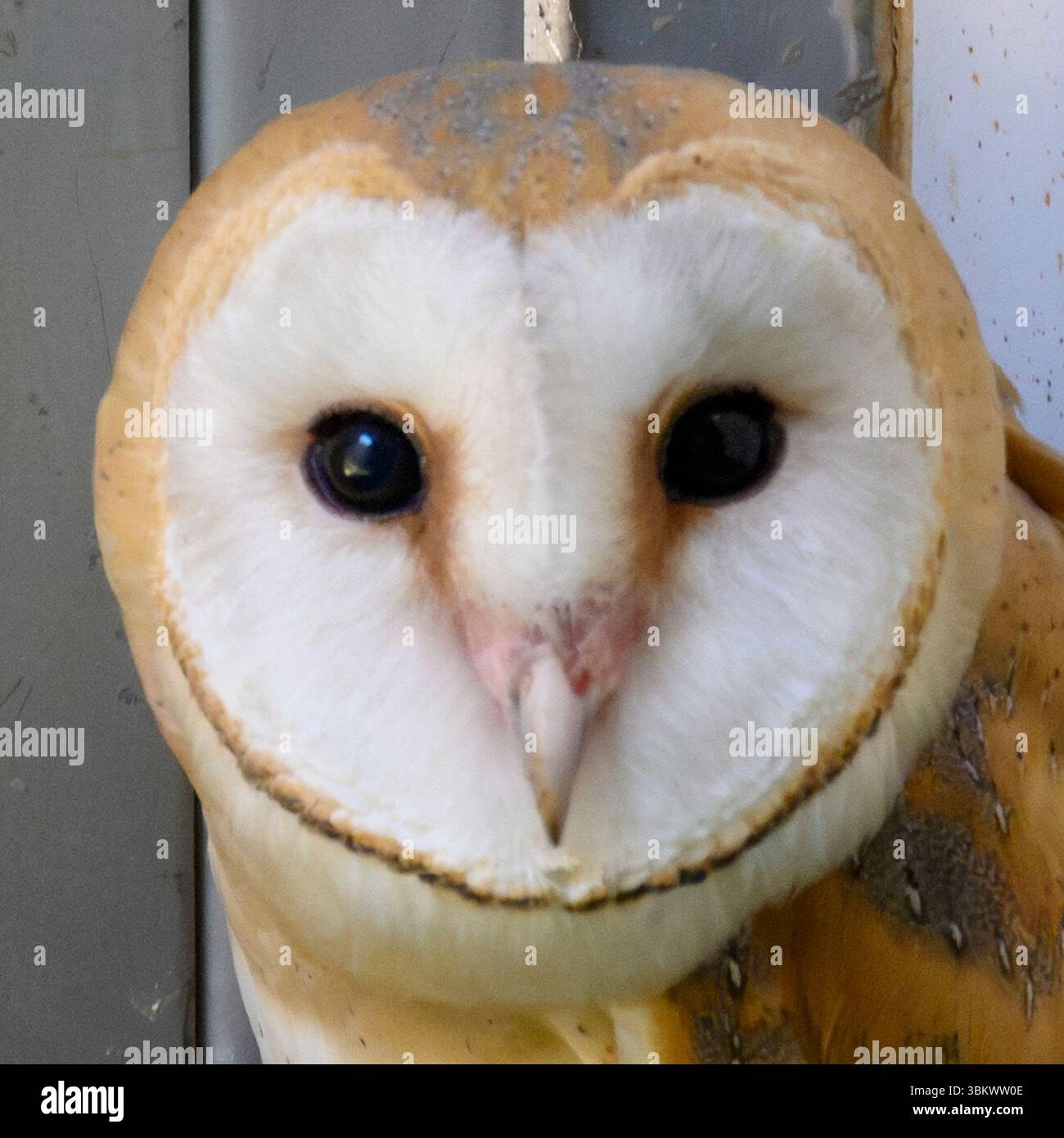 Digital verbessertes Bild von Kopf und Gesicht einer Westlichen Scheunenkeule (Tyto alba) Stockfoto