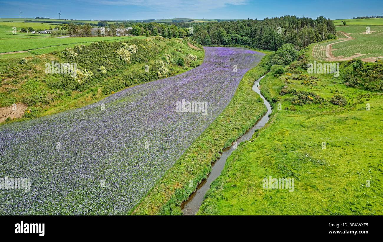 Phacelia tanacetifolia ausgedehntes blaues oder violettes Tansy-Blumenfeld in Aberdeenshire Schottland wird oft als Deckpflanze oder Gründünger verwendet Stockfoto