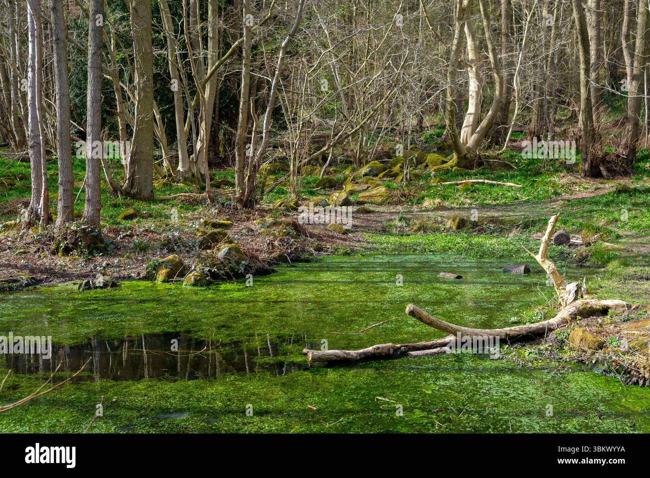 Ein lebhaftes grünes Wachstum bedeckt einen Waldteich, eingebettet zwischen Bäumen und moosigen Felsen in einer ruhigen natürlichen Umgebung. Stockfoto