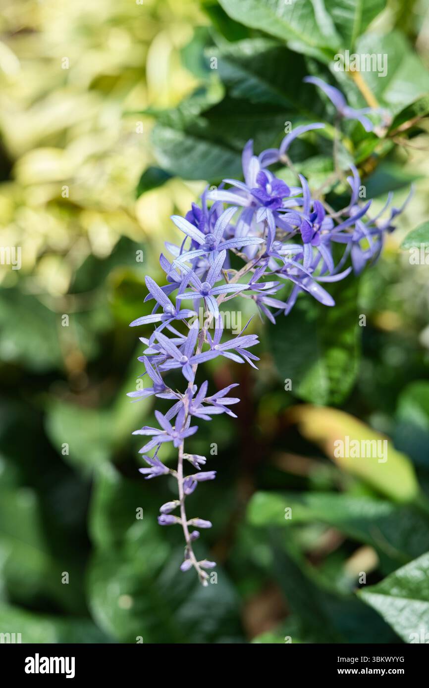 Violette Petrea volubilis blüht im exotischen Garten Mahe Seychellen Stockfoto