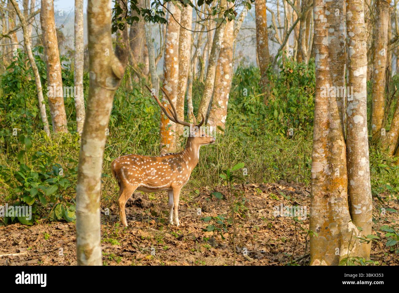 Ein Chital-Hirsch hält im Licht des Waldes inne. Stockfoto