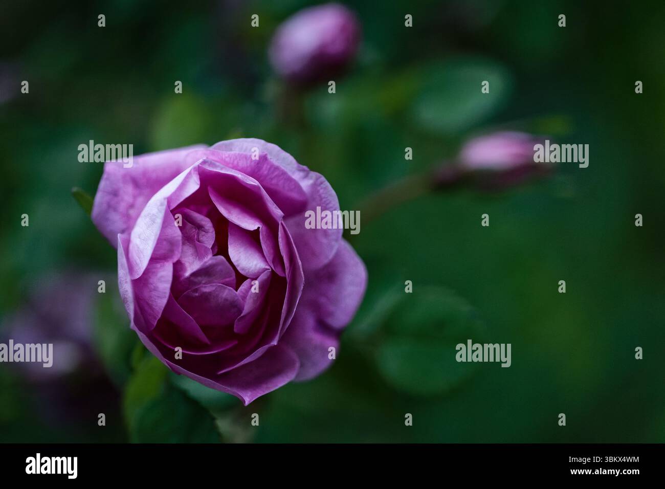 Rosafarbener Rosenstrauch blüht lebhaft vor einem dunklen, stimmungsvollen Hintergrund und hebt seine Blütenblätter hervor. Stockfoto