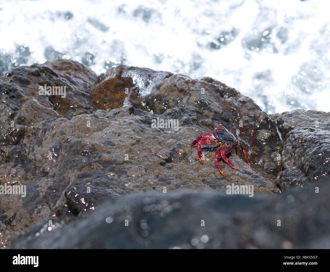 Rote Krabbe im natürlichen Lebensraum am Meeresufer Stockfoto