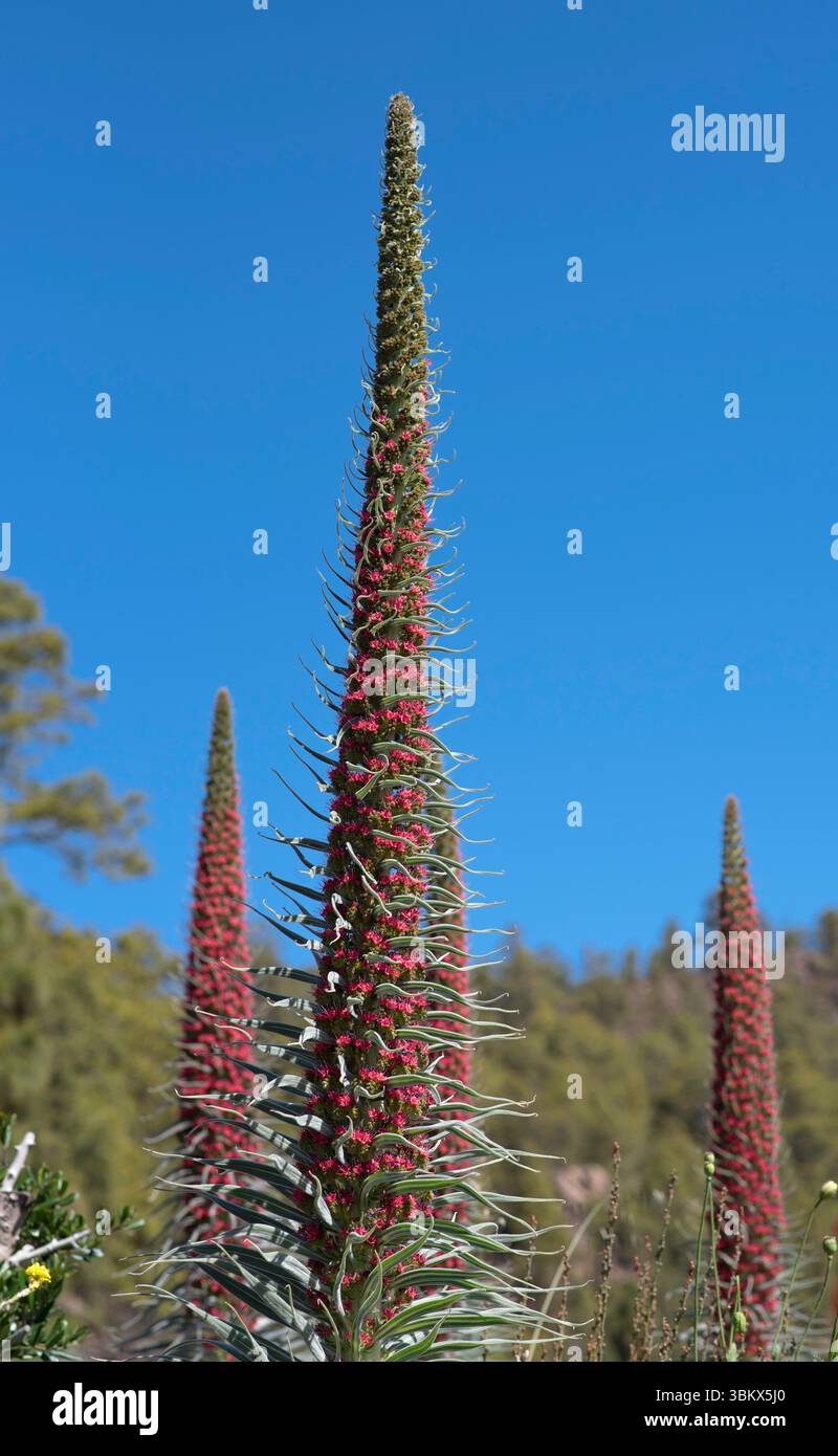 Goupr der roten Tajinaste (Echium wildpretii) Stockfoto
