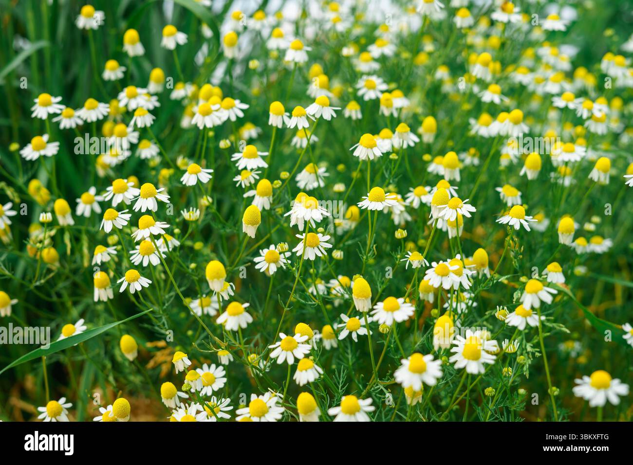 Kleine Feldblumen. Apotheke Kamille für Kamillentee. Heilpflanze. Blühendes Feld schmäht auf dem Feld Stockfoto