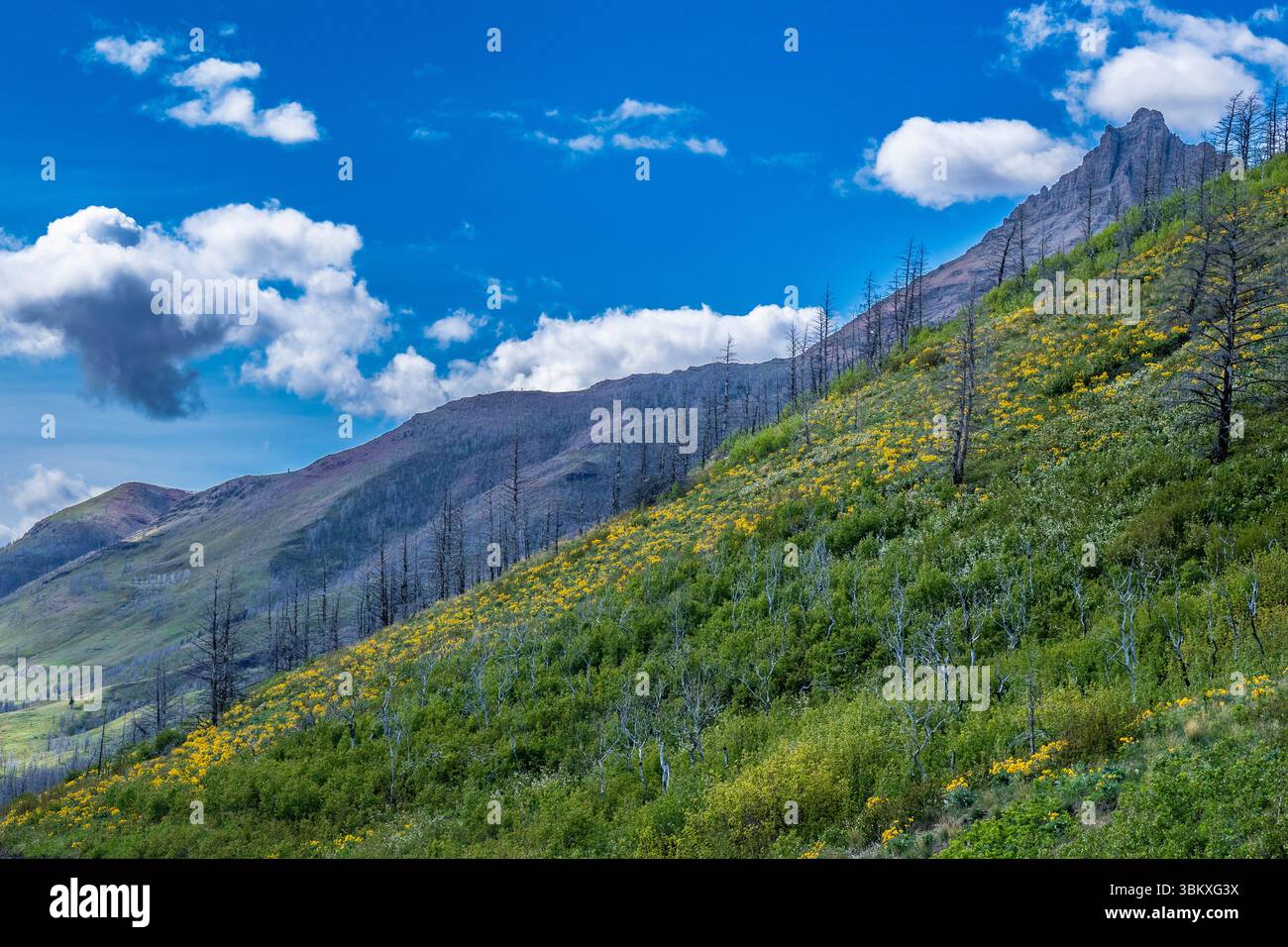 Mit gelben Verbundblumen bewachsener Hang, Waterton Lakes National Park, Alberta, Kanada. Stockfoto