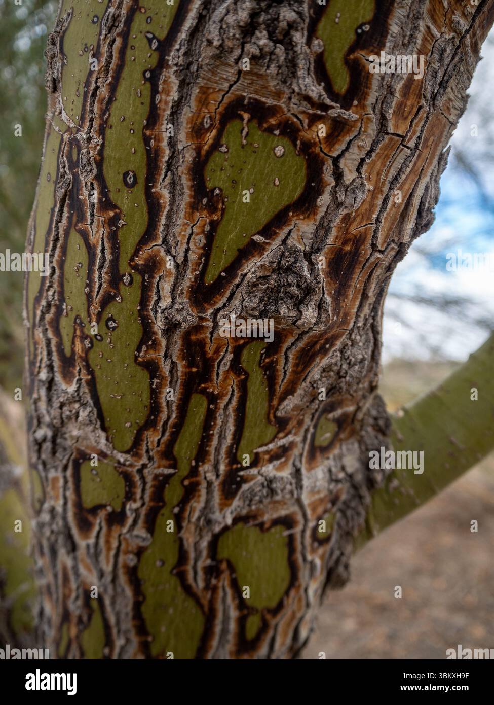 Eine Nahaufnahme eines Baumstamms mit grüner und brauner Rinde, die die einzigartigen Muster und Texturen der Baumoberfläche zeigt. Stockfoto