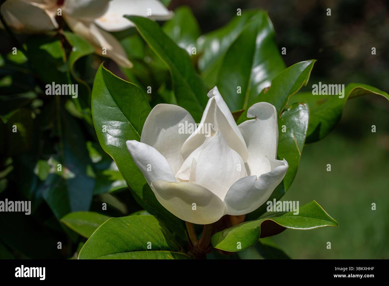 Magnolia grandiflora, Weiße Magnolie in Brescia, Lombardei, Italien Stockfoto