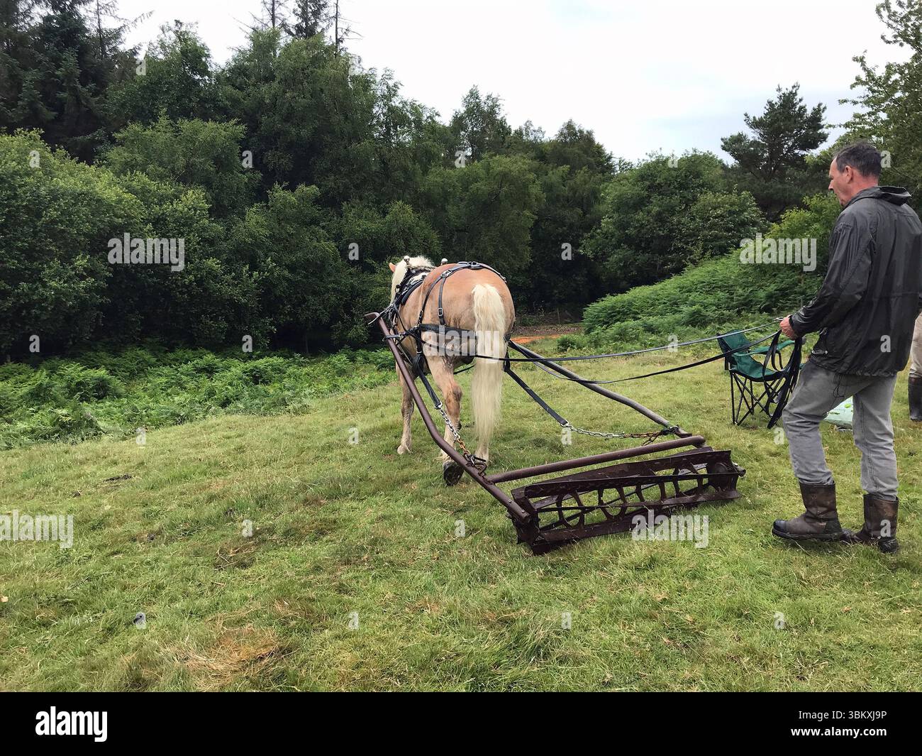 Haflinger zieht ein Gerät, das das Bracken zerquetschen soll. Die Methode zur Behandlung von Bracken wird auf verschiedene Arten durchgeführt, durch Trampling, Quetschen oder Rollen Stockfoto