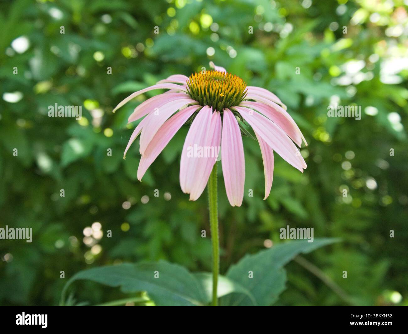 Blühende rosafarbene Echinacea-Blüte von vorne gesehen, leuchtend vor grünem Laub, Sommergarten-Makroaufnahme. Stockfoto