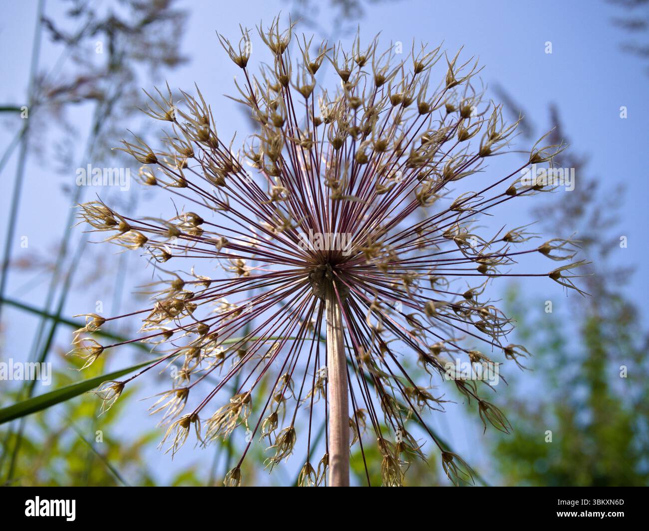 Getrocknete alliumblüte mit weichem Gras im Hintergrund vor einem hellblauen Himmel, die an die Stille des Spätsommers erinnert. Stockfoto