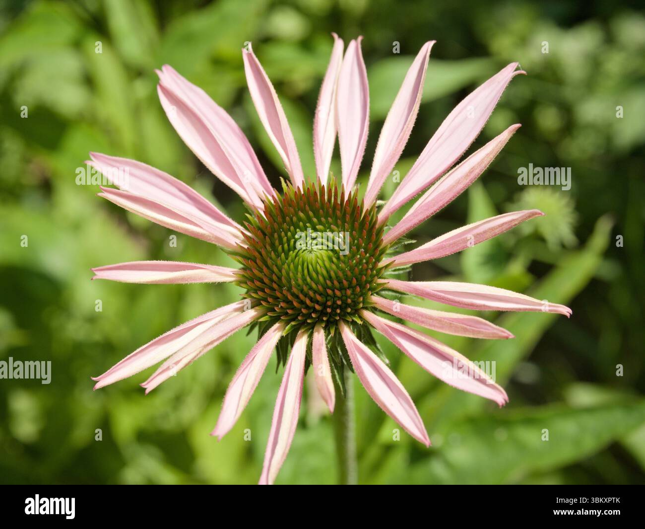 Kaum geöffnete rosafarbene Echinacea-Blüte von oben in sanftem Sonnenlicht, symbolisiert ruhiges Wachstum und sanfte Sommerschönheit. Stockfoto