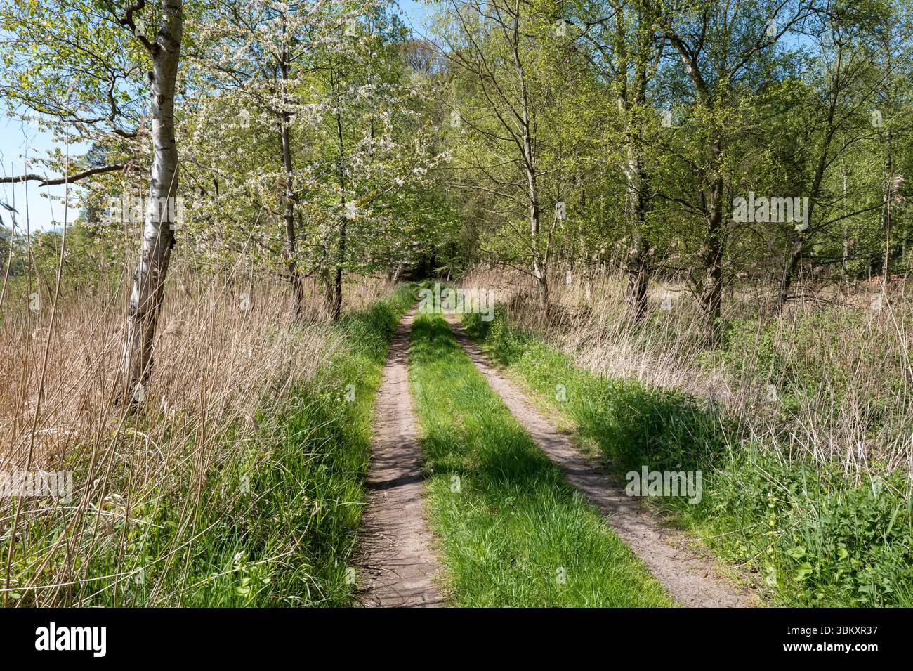 Feldweg im Frühling in der Gemeinde Waabs, Schleswig-Holstein, Deutschland Stockfoto