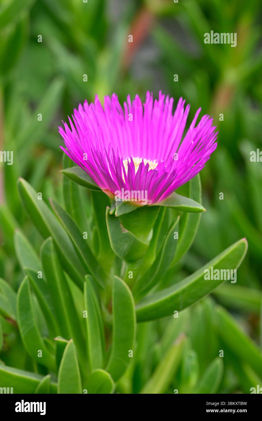 Magentafarbene Frühlingsblumen und saftiges grünes Laub der Sea Fig, Carpobrotus chilensis, La Seyne-sur-Mer, Frankreich Stockfoto