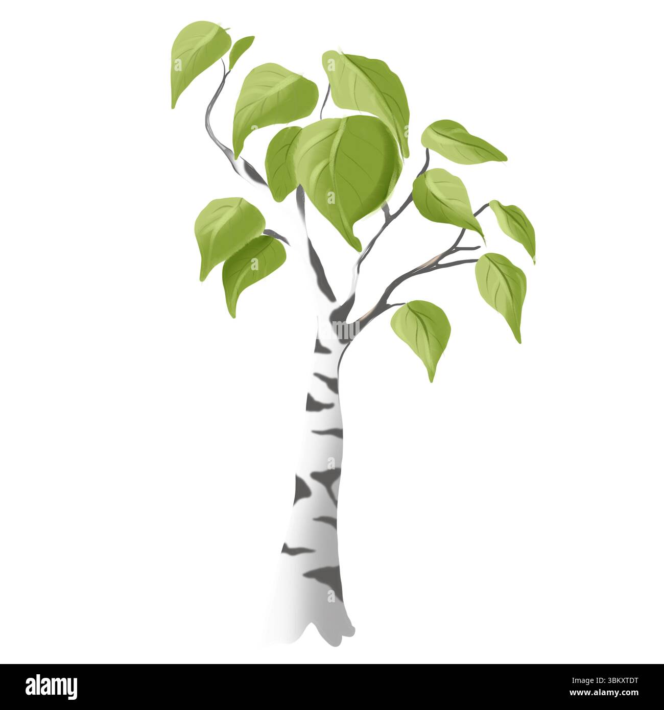 Aquarellillustration einer jungen Birke mit zarten grünen Blättern und einem dünnen weißen Stamm, isoliert auf einem transparenten Hintergrund. Stockfoto