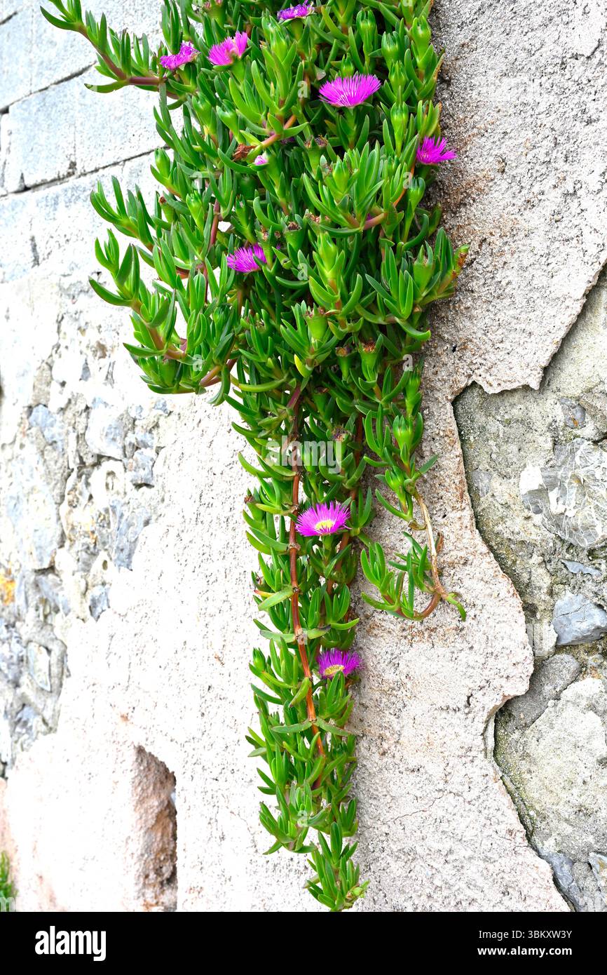Magentafarbene Frühlingsblumen und saftiges grünes Laub der Sea Fig, Carpobrotus chilensis, La Seyne-sur-Mer, Frankreich Stockfoto