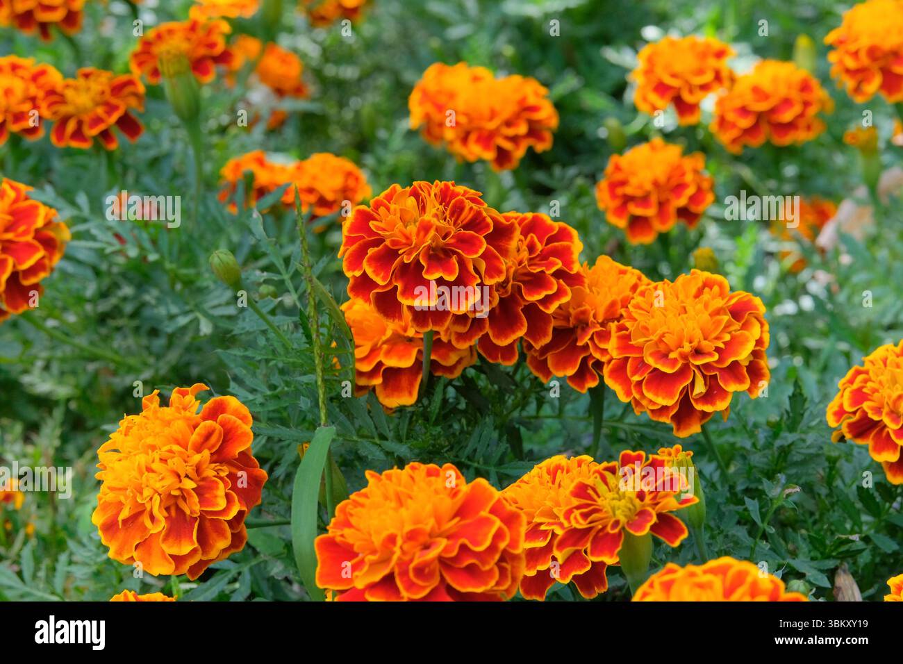 Ringelblume mit orangen Blüten auf weißem Hintergrund. Gartendekor. Blumendekoration. Stockfoto