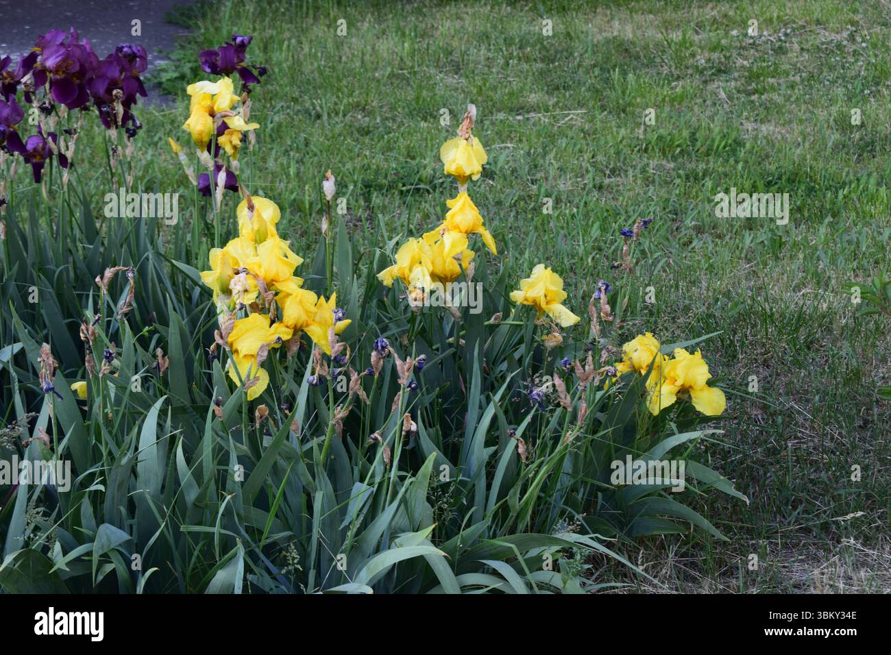 Eine Gartenszene mit blühenden Blumen. Es gibt hellgelbe Iris im Vordergrund und dunkelviolette Iris im Hintergrund. Die Blumen sind Surro Stockfoto