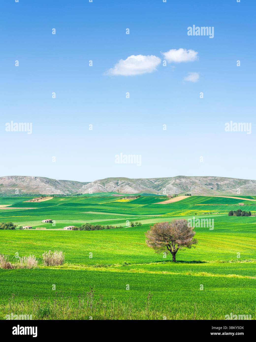 Blick auf die Landschaft von Apulien oder Apulien, Olivenbäume, bebaute Felder und kleine Wolken. Landschaft in Murge im Frühling, Poggiorsini, Provinz Bari, Stockfoto