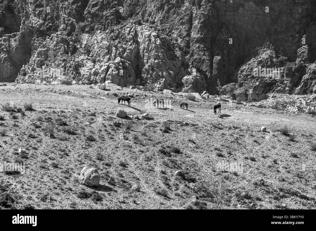 Eine Gruppe von vier schwarzen und braunen Tieren spaziert durch eine felsige, karge Landschaft. Bei den Tieren handelt es sich wahrscheinlich um Ziegen oder Schafe, da sie auf dem Th weiden Stockfoto