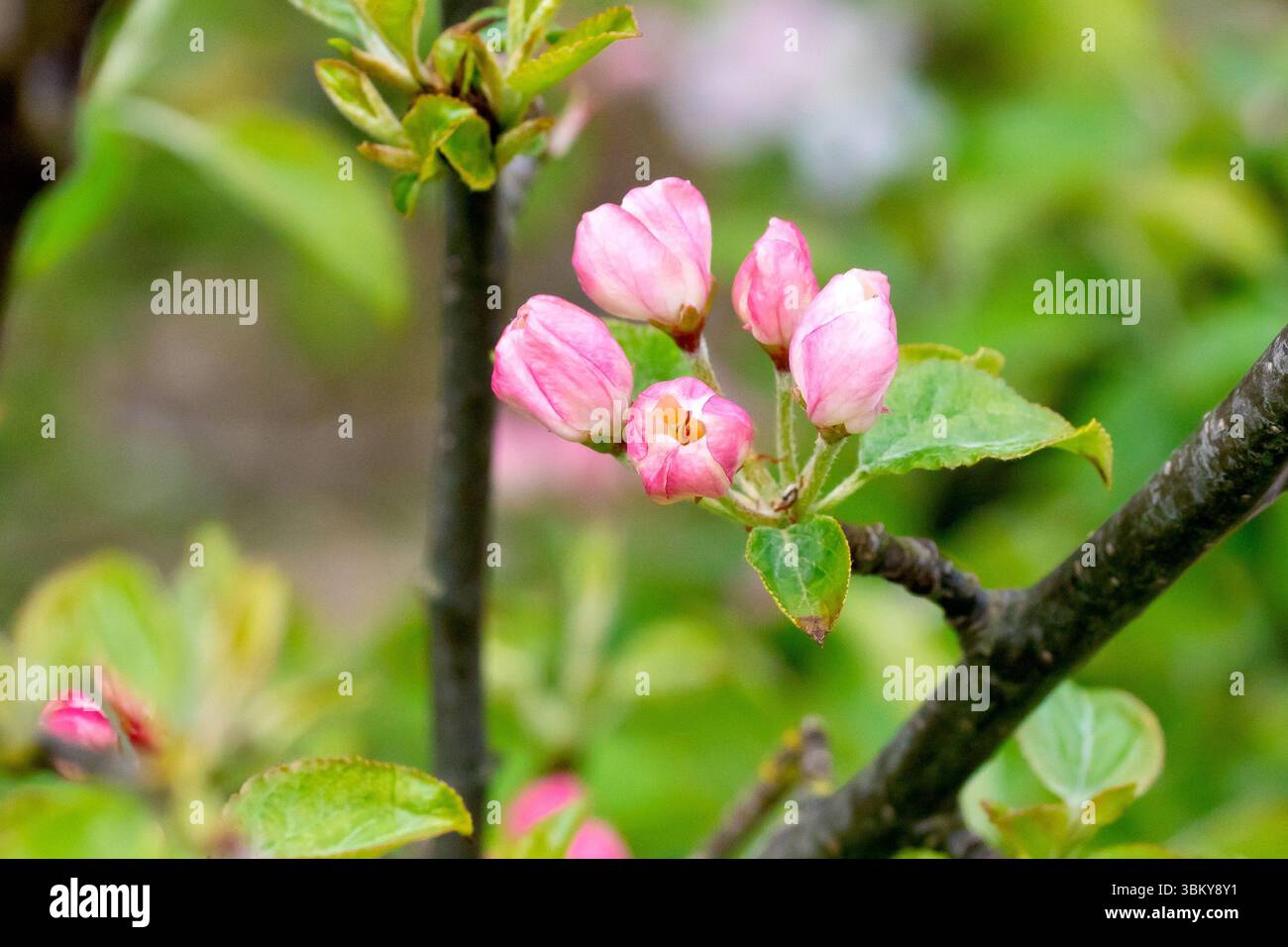Krabbenapfel (Malus sylvestris), Nahaufnahme mit den rosafarbenen Blütenknospen eines kleinen Baumes im Frühjahr. Stockfoto
