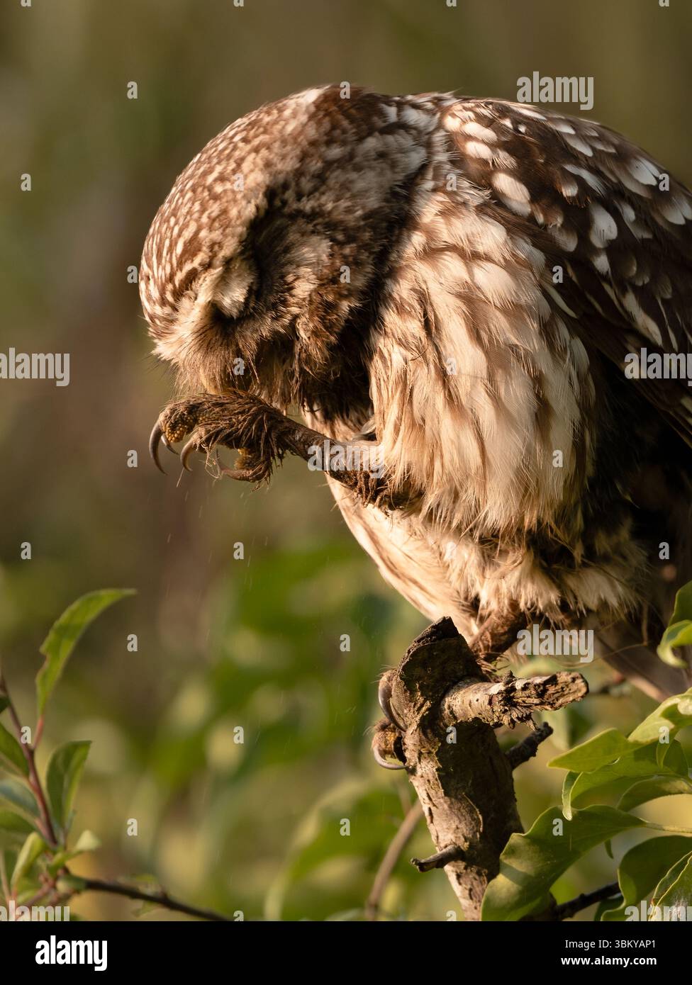 Eine wilde kleine Eule (Athene noctua), die in einem Baum hockt, Suffolk Stockfoto