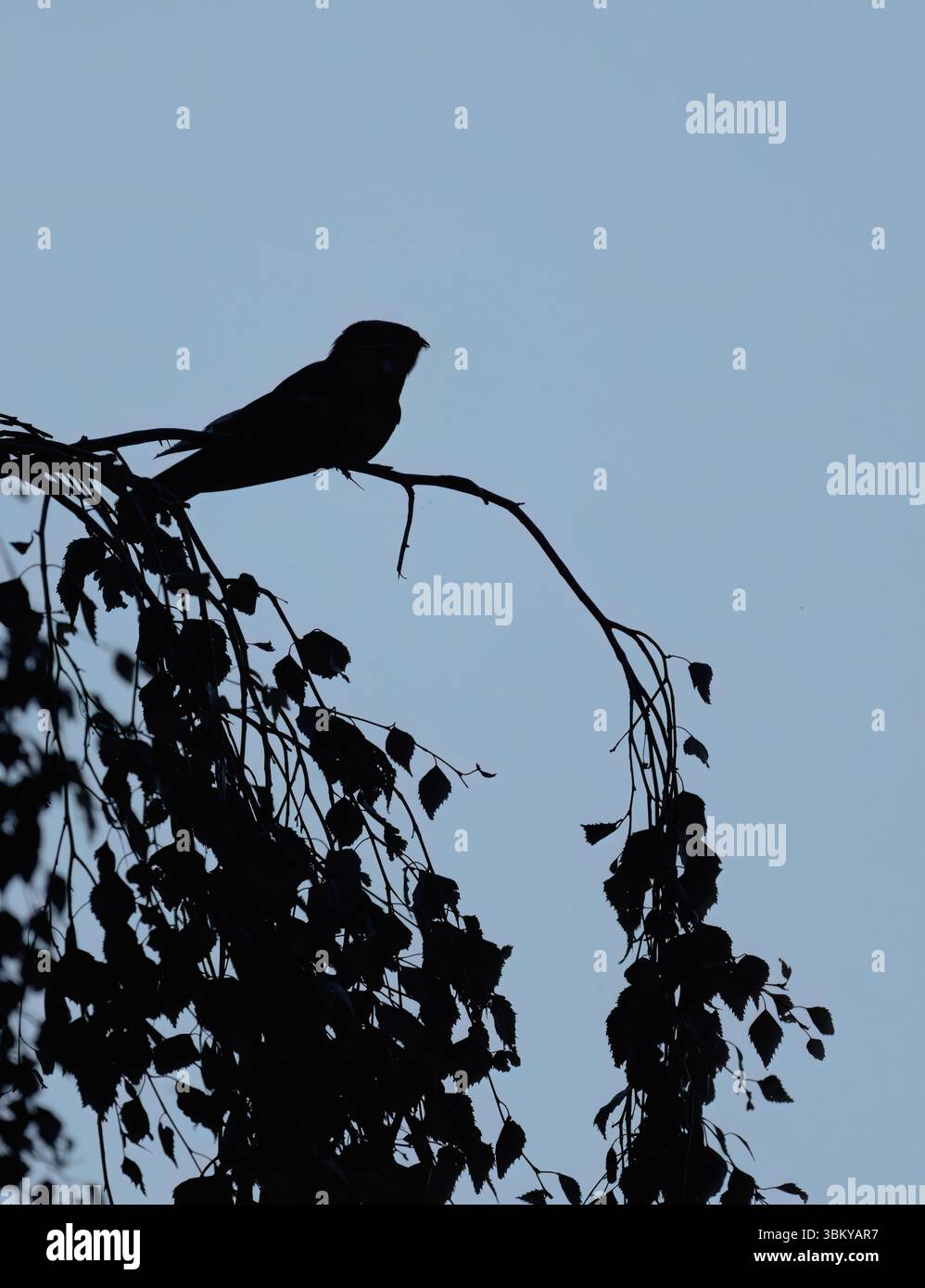Ein aufgewühltes Nightjar (Caprimulgus europaeus), das nachts auf einem Zweig sitzt, Suffolk Stockfoto