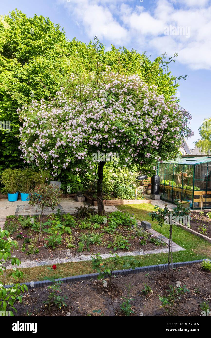 Wunderschöner Garten im Frühling mit blühender Ramblingrose Pauls Himalaya-Moschus, der einen alten Obstbaum mit tausenden kleinen rosa Rosen bedeckt Stockfoto