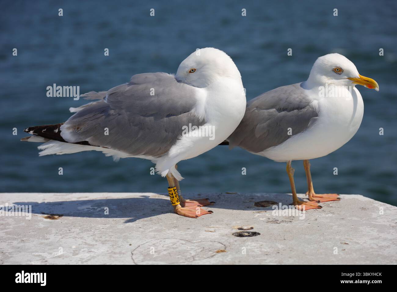 Zwei weiße Vögel mit grauen Flügeln und das Meer im Hintergrund Stockfoto