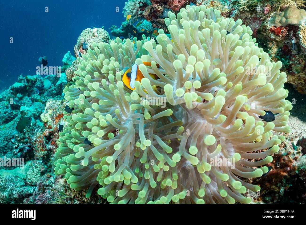Ein Clownfisch ist in den Tentakeln einer Meeresanemone eingebettet und sucht Schutz und Zuflucht in einer symbiotischen Beziehung. Stockfoto
