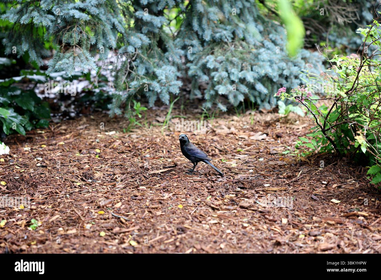 Gewöhnlicher Kehlschnack auf einem Blumenbeet am Morgen im Kissena Park in Queens. Kissena Park ist ein 235 Hektar großer Park in Queens NYC. Stockfoto
