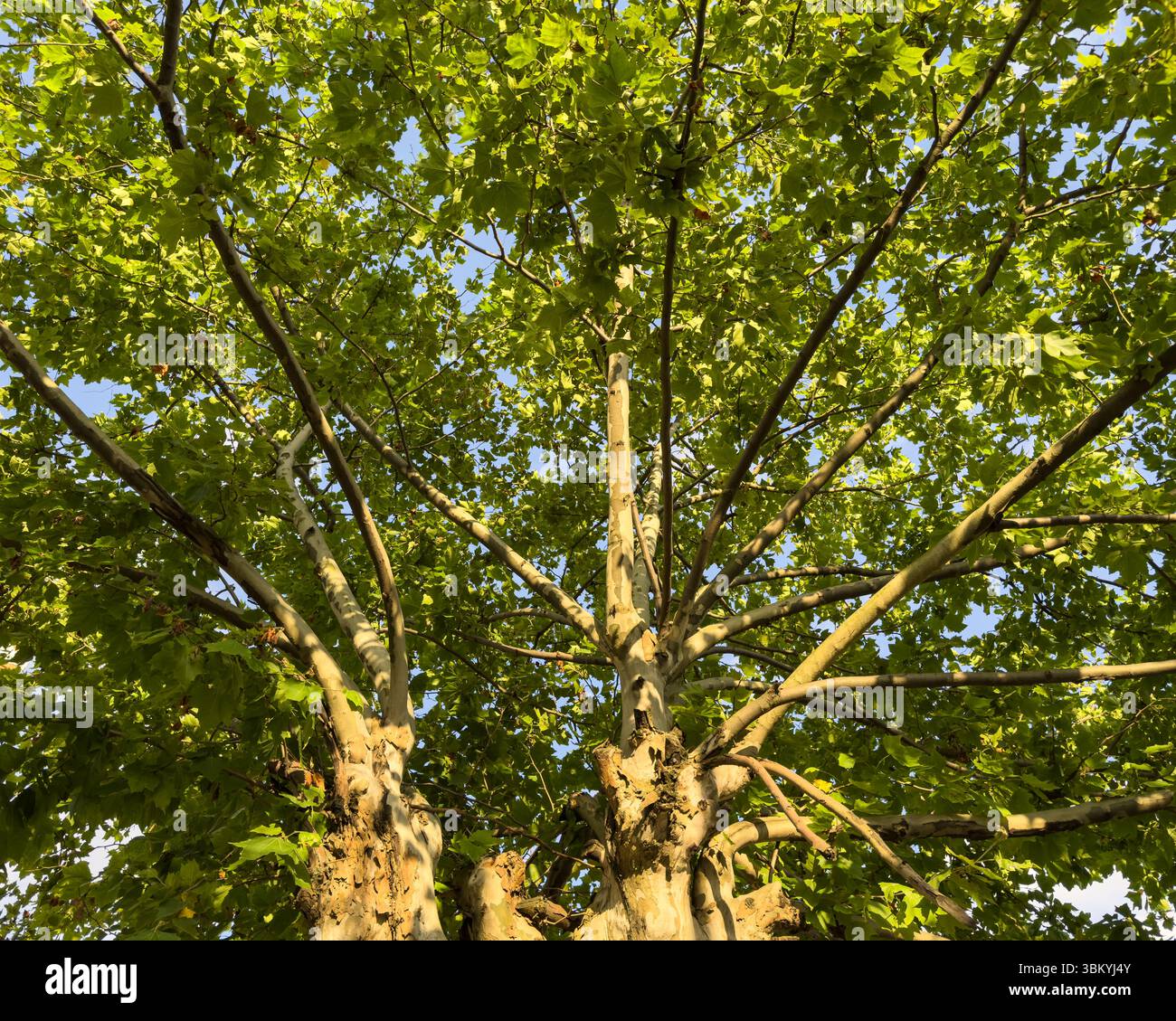 Weitwinkelansicht von unten auf eine Platane mit grünen Blättern und verzweigter Stammstruktur bei warmem Sonnenlicht. Natürliches Muster, keine Menschen. Stockfoto