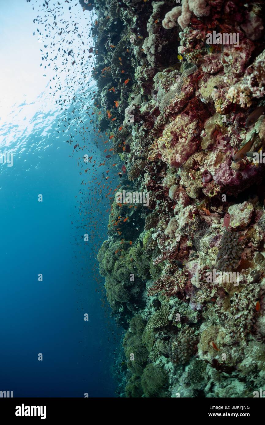 Ein lebhaftes Korallenriff voller Leben, in dem kleine, orangene Fische am Rand des Riffs schwimmen und die Biodiversität und den ökologischen Reichtum der Unterwasserökosysteme demonstrieren. Stockfoto