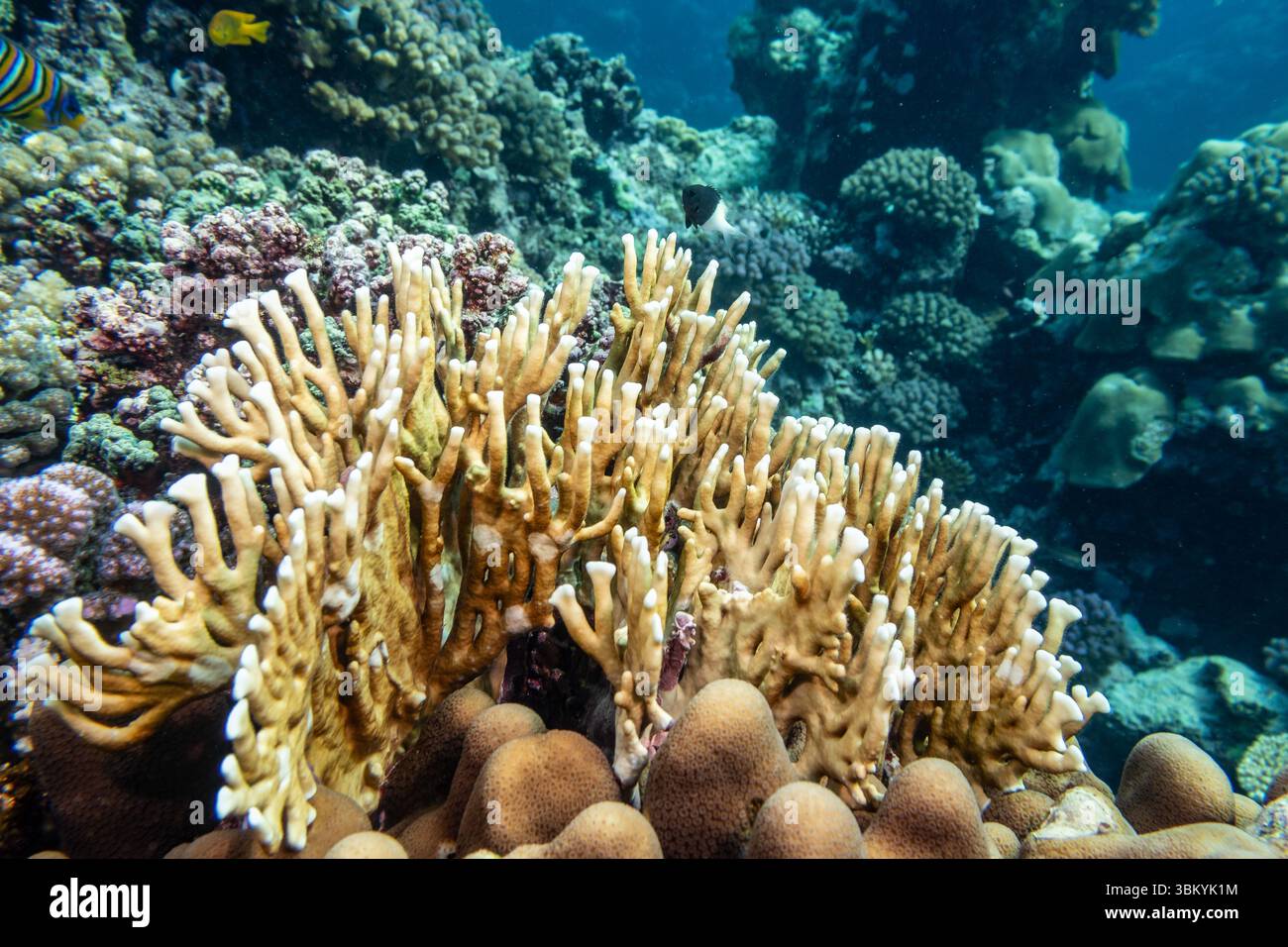Eine lebendige Unterwasserszene zeigt ein vielfältiges Korallenriff-Ökosystem mit verschiedenen Korallenformationen und bunten Fischen, die zur Artenvielfalt der Meeresumwelt beitragen. Stockfoto