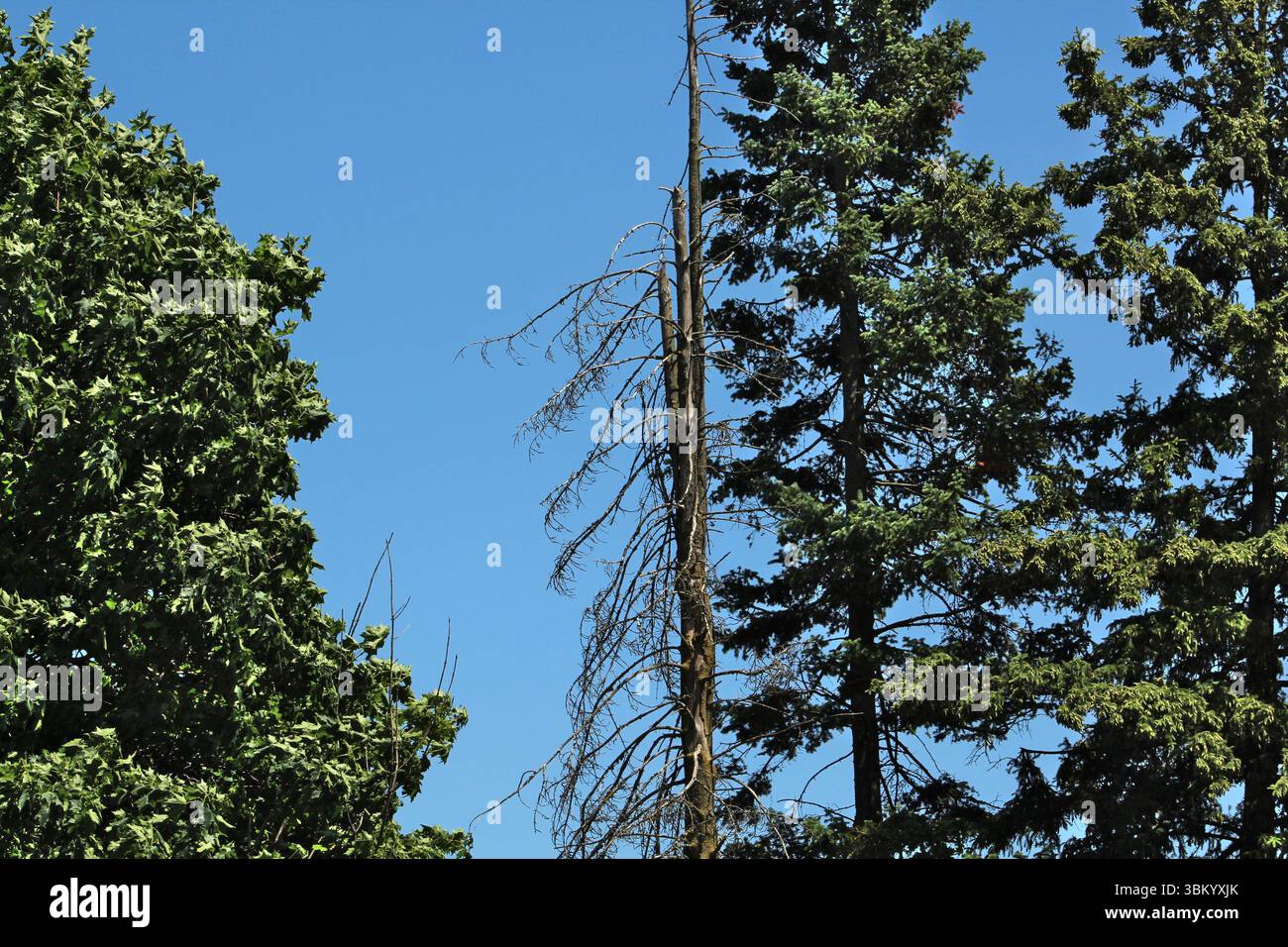 Ein einziger toter Baum steht stark zwischen leuchtend grünem Laub und immergrünen Blättern unter einem klaren blauen Himmel und symbolisiert natürliche Zyklen und Umweltstränge Stockfoto