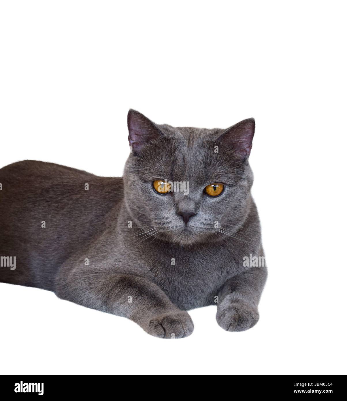 Chartreux-Rasse graue Kurzhaarkatze mit orangen Augen, die auf einem isolierten Ausschnitt auf weißem Hintergrund liegen Stockfoto