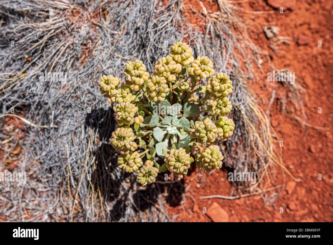 Wüstenpflanzen in der Nähe von Moab Utah. Stockfoto