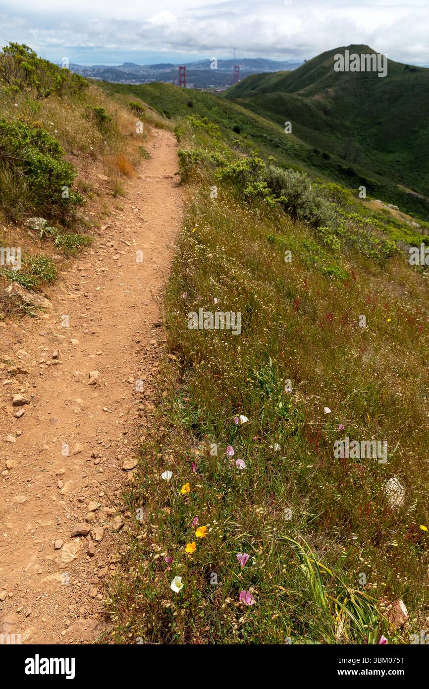 Ein unbefestigter Pfad schlängelt sich durch einen grasbewachsenen Hügel mit der Golden Gate Bridge in der Ferne und bietet Wanderern und Naturliebhabern eine malerische Aussicht. Stockfoto