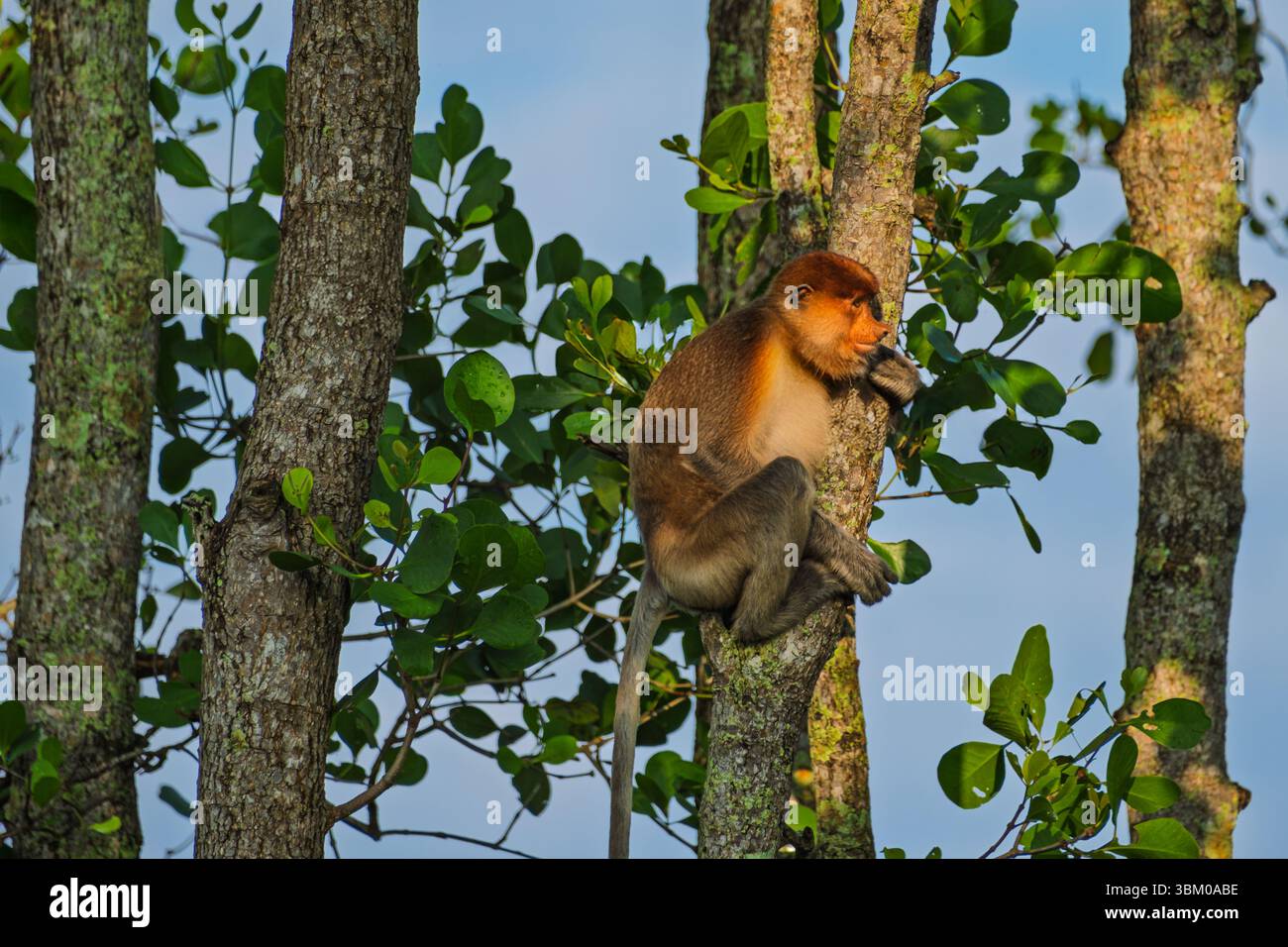 Nahaufnahme eines einzigartigen Proboscis-Affen, bekannt für seine große Nase, in seinem natürlichen Lebensraum Borneo. Stockfoto