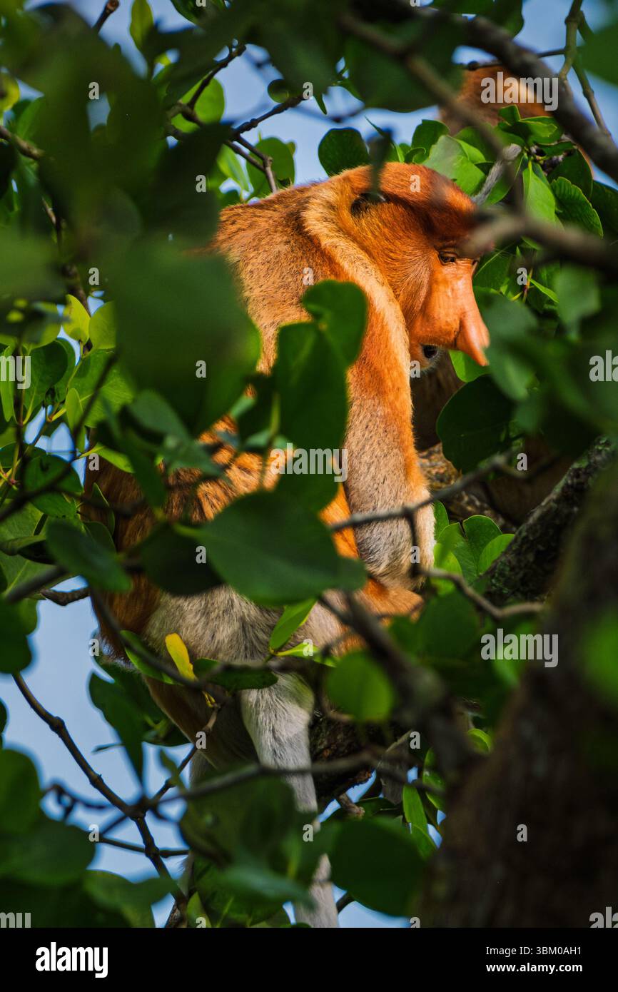 Ein Blick auf einen Proboscis-Affen mit seinem markanten rötlich-braunen Fell und der markanten Nase, teilweise verdeckt von einem dichten Vorgrund aus leuchtend grünem Tro Stockfoto