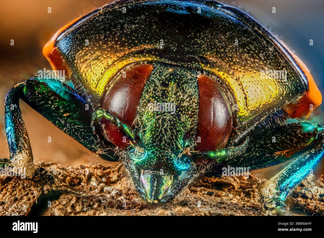 Indonesien, Trangan Island. Metallic-Holzbohrkäfer Nahaufnahme. Stockfoto
