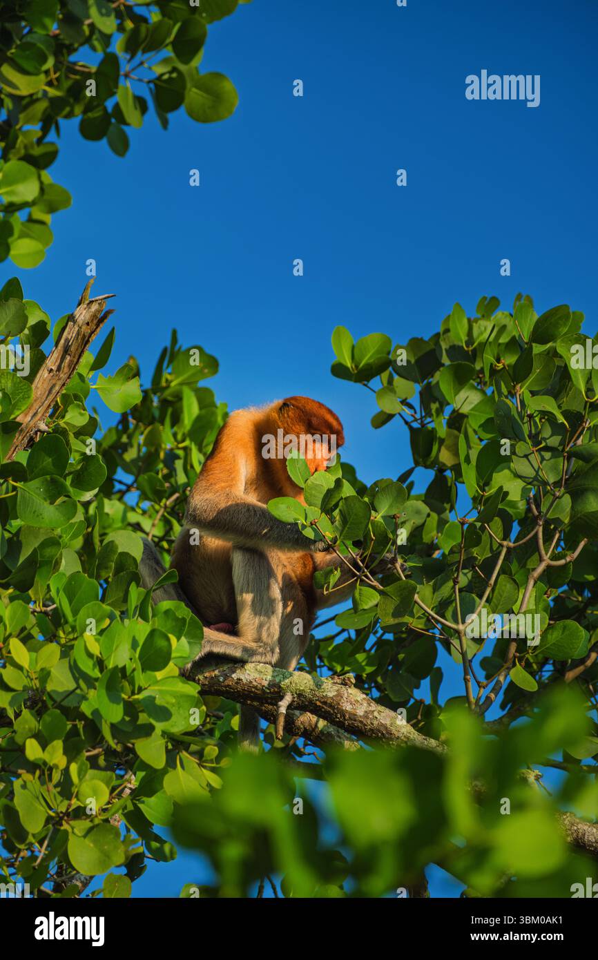 Ein Proboscis-Affe sitzt ruhig zwischen dichtem grünen Laub unter einem klaren blauen Himmel im tropischen Regenwald. Stockfoto