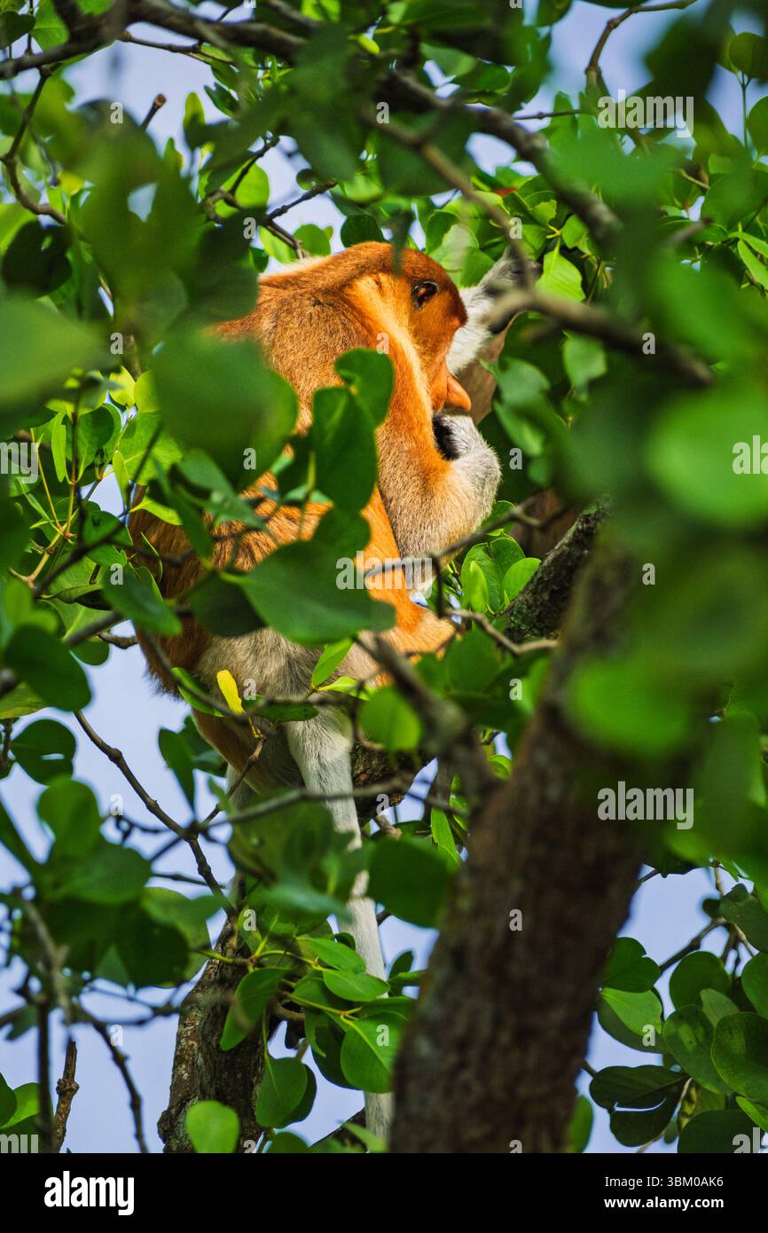 Ein Blick auf einen Proboscis-Affen (Nasalis larvatus) mit seinem rötlich-orangen Fell und der großen Nase, der ein lebendiges grünes Mangrovenblatt isst, während er sich in der Nähe befindet Stockfoto