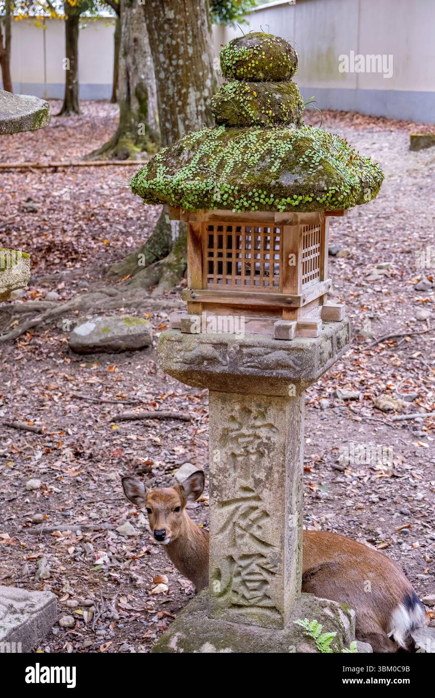 Steinlaterne und Sika-Hirsch, Nara, Japan Stockfoto