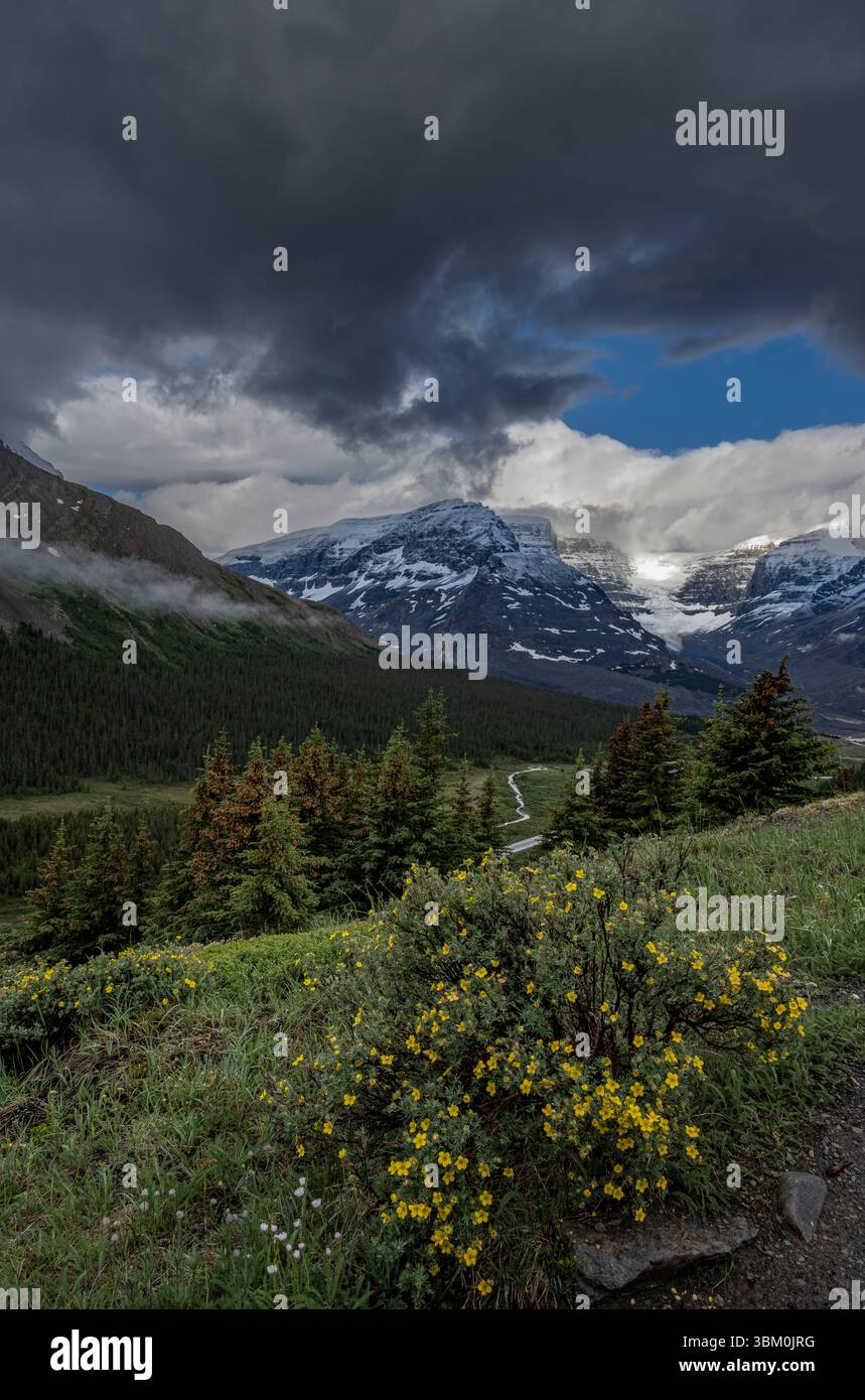 Kanada, Alberta. Athabasca-Gletscher und Wildblumen, Jasper-Nationalpark Stockfoto