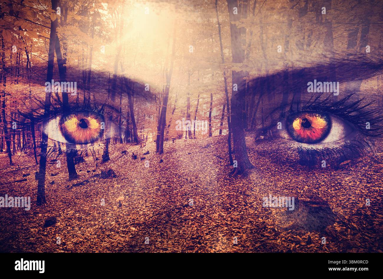 Leuchtende, bernsteinfarbene Augen schweben im flachen Herbstwald, mit gefallenen Blättern und Sonnenstrahlen Stockfoto