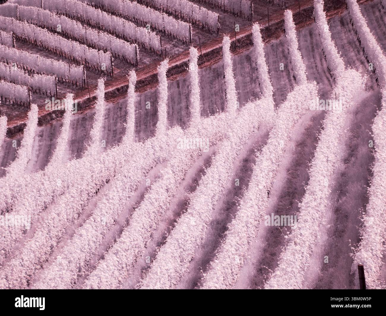 Italien, Pedemonte, Langhe, Barbaresco Weinberge. Stockfoto