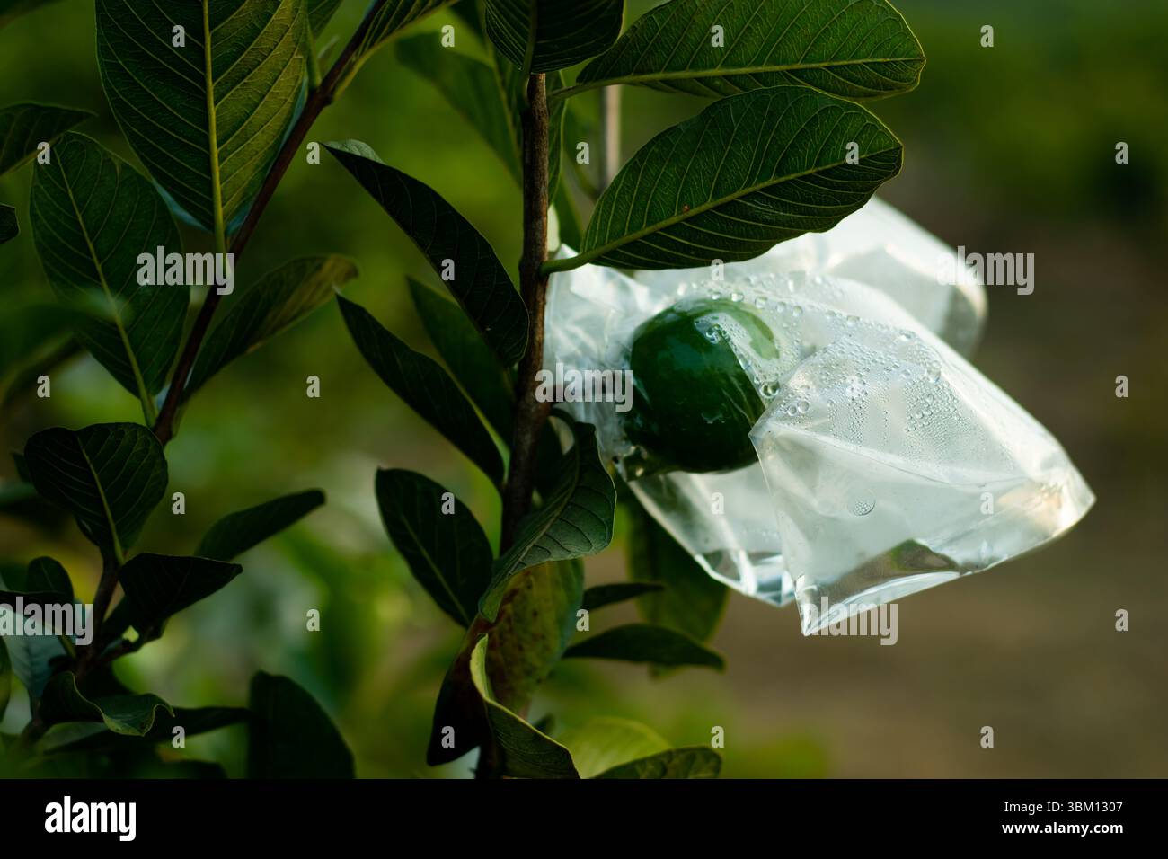 Eine unreife grüne Guave, umhüllt in einem tropfenbedeckten Plastikbeutel. Dieses Abpacken ist in Bangladesch eine gängige Praxis zum Schutz von Früchten. Ein großer, dunkler Grau Stockfoto