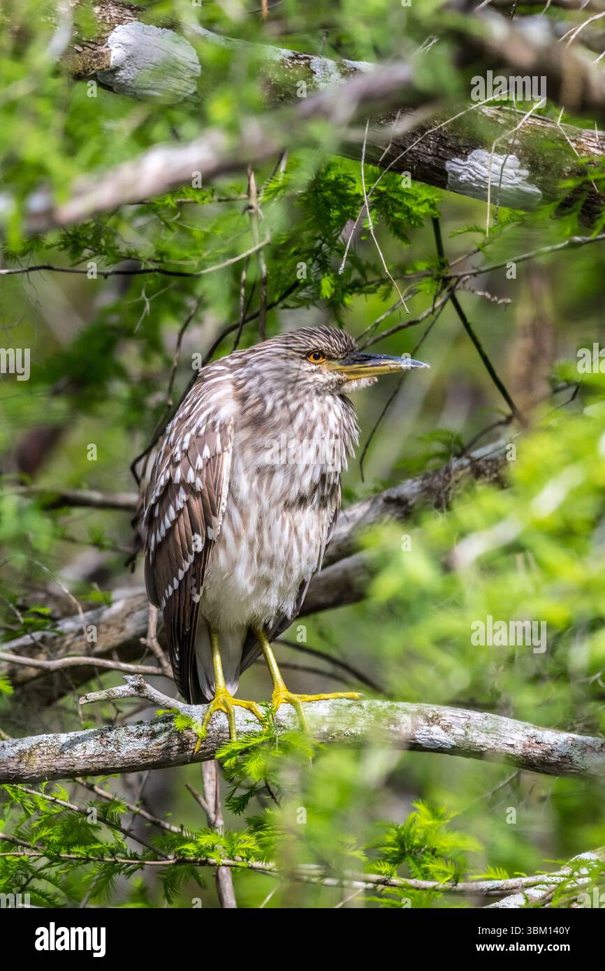 Ein junger Schwarzkronenreiher ruht in einer Zypresse, vielleicht unauffällig. Stockfoto